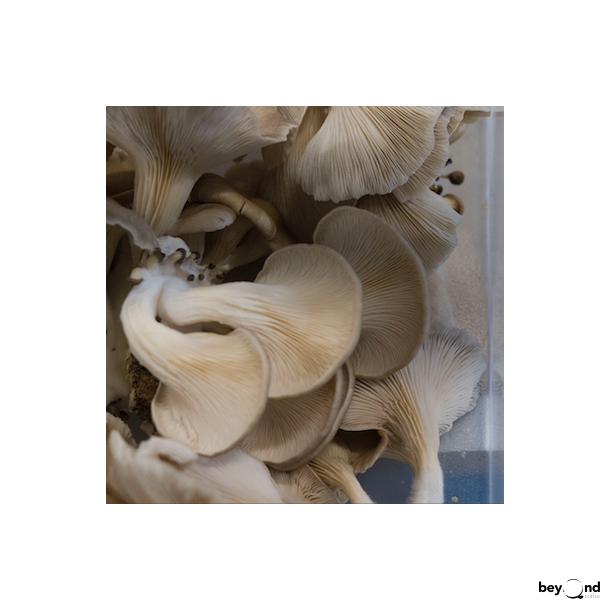 Mycelium, alm. østershat (80 g.)